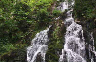 Le petit Kichon - Foto 22