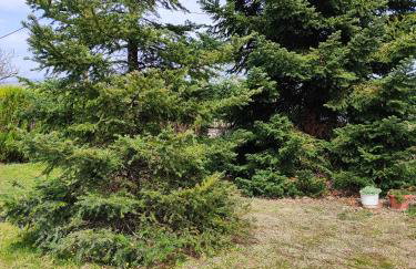 My Flowers - Foto 34