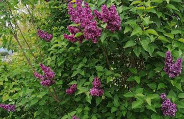 Pension Haus Anneliese - Foto 22