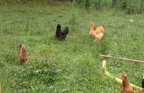 Ferienhaus mit Terrasse und Garten in Wandlitz - Photo 30