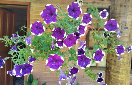 Chalé Vale das Flores - Visconde de Mauá Rj - Photo 13