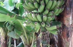 2Azores With Comfort and Style - Photo 36