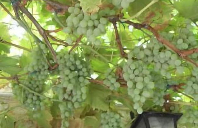 Santa Margherita Guesthouse - Photo 37