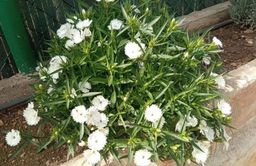 La Palmera Casa Rural - Foto 34