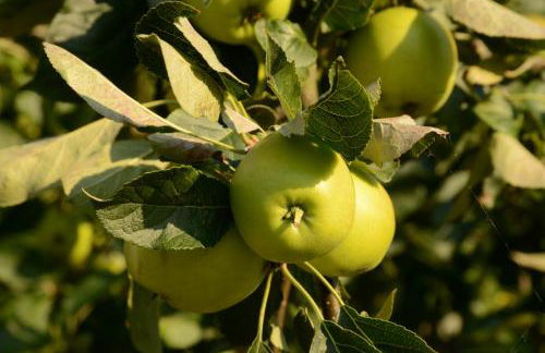 Ferienhaus Nordland Altes Land - Stade - Photo 51