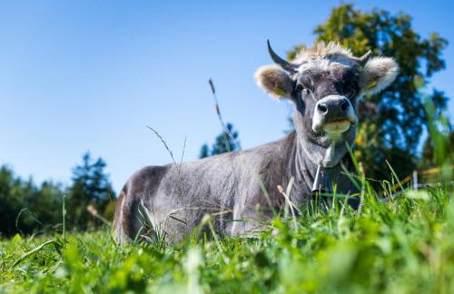 Plattner-Hof - Foto 37