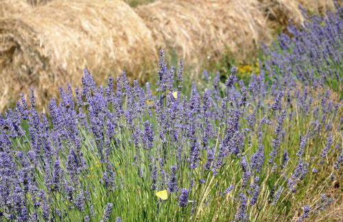 Agriturismo Caprareccia Bianca - Foto 26