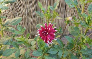 Apartment in Ribnitz-Damgarten 35179 - Foto 10