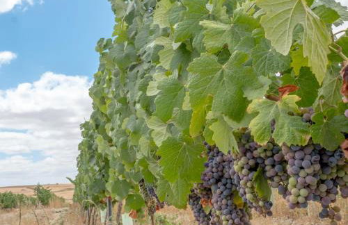 Fontes Bárbaras Enoturismo - Foto 10