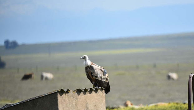 Avistamiento de aves en Extremadura - Foto 2