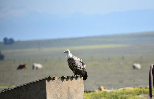 Observation d'oiseaux en Estrémadure - Photo 1