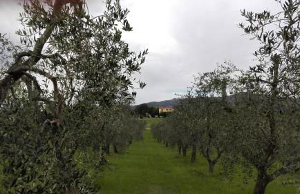 Agriturismo Luggiano - Foto 41