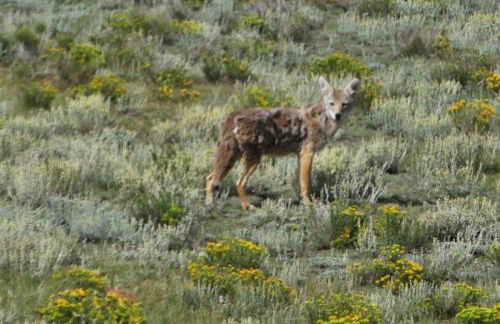 Amazing 3200Sq ft Upgrade Log Cbn GameRoom HotTub - Foto 45