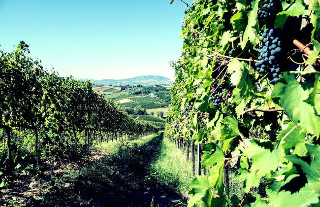 Apartment Amidst Vineyards & Blue Skies - Foto 27