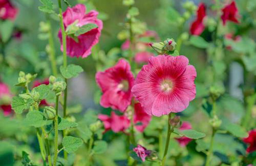 Montana Mountain Getaway Deck and Amazing Views - Foto 23
