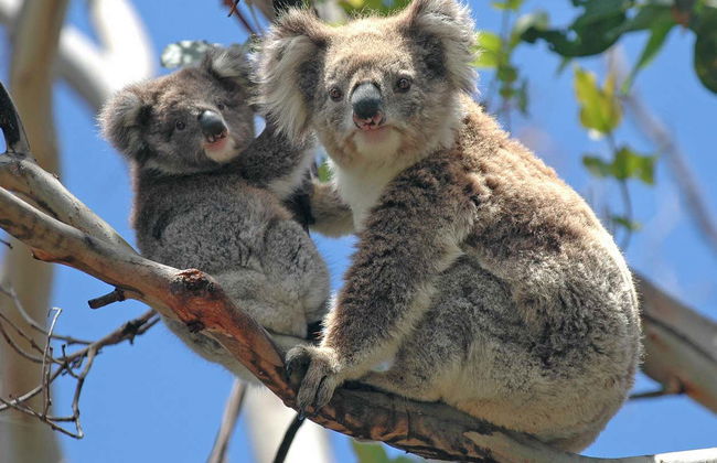 Puffing Billy & Healesville Sanctuary Day Trip - Photo 11