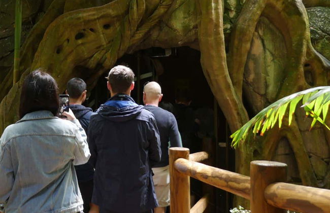 Excursão às Glow Worm Caves da montanha Tamborine - Foto 4