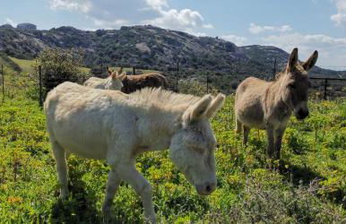 Dependance Pavoncella - Photo 44