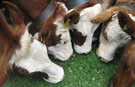 Haus Janßen-Wehrle - Foto 20