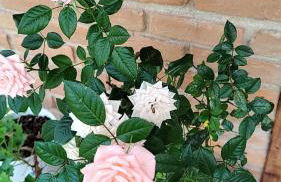 Chalé Vale das Flores - Visconde de Mauá Rj - Photo 20