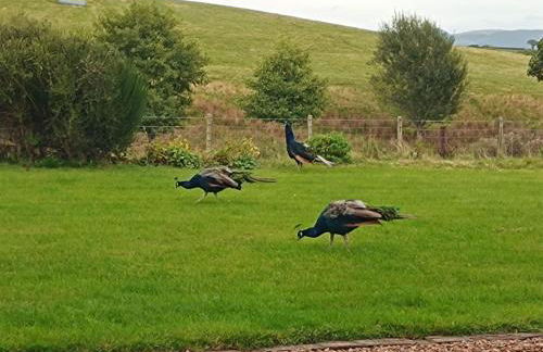 The Stables at Eriviat Hall - Foto 43