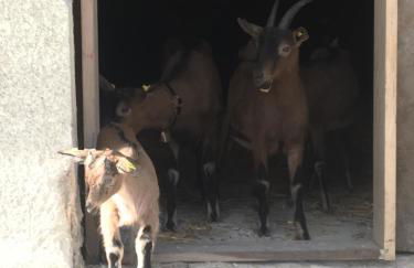 Ferienhof Steingaden - Foto 21