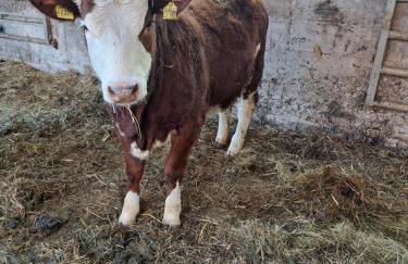 Zur schönen Aussicht - Foto 14