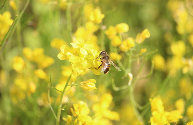 Sarangkot Coffee Plantations Day Trip - Foto 18