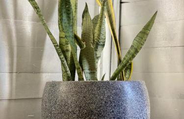 Casa Free Wind Jeri - Foto 32