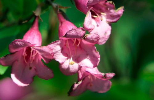 Otulina Gulczewo - Foto 33