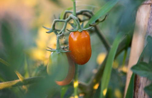 Pelagias Villa - Photo 47