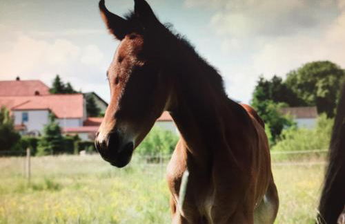 Gut Fischer - Foto 16