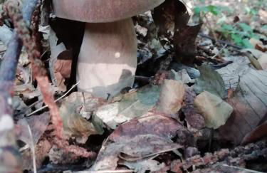 Agriturismo LA VECCHIA CASCINA - Foto 19