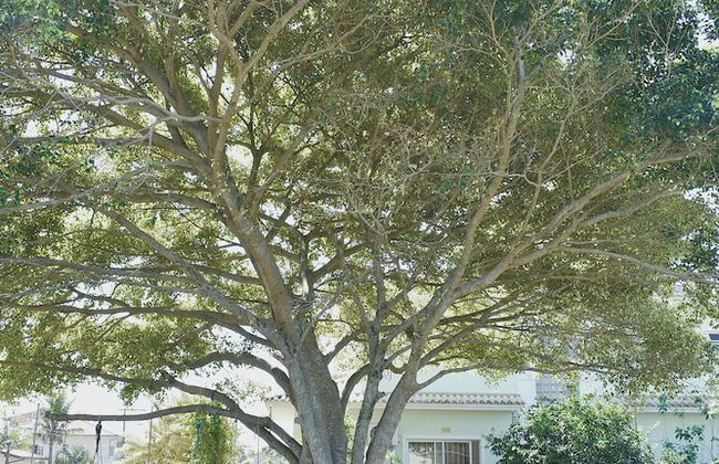 Recanto Revoar Campeche - Florianopolis - Photo 52