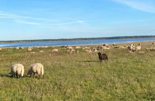 Urlaub unterm Reetdach auf dem Darß - Foto 12