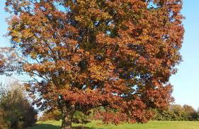 Fienile Chiaramada - Foto 72