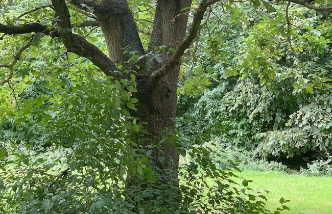 Starry Meadow - Foto 25