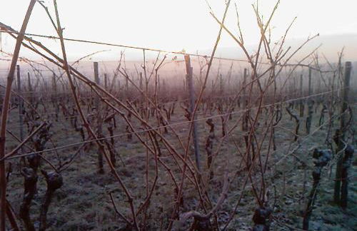 Weingut Will & Würz Riesling - Foto 17