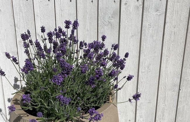 Villa Vitvikena in Gotland, Pool - Foto 24