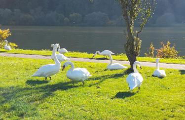 Ferienwohnungen am Moselbeach - Foto 17
