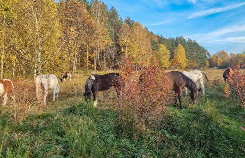 Amazing Home In Rekowo - Foto 14