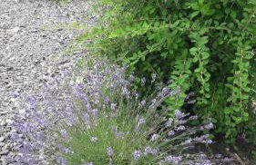 Pokoje Pod Gruszą -osobne wejścia - Foto 31