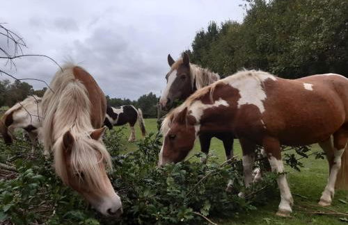 4 Sterne Ferienwohnung Ostsee auf dem Ferienhof Röhling - Foto 16