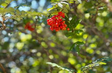 Aveleira EcoCasa - Foto 47