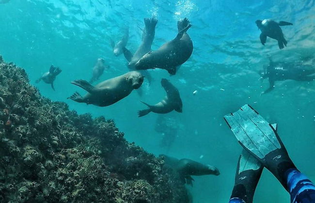 Nado con leones marinos en Plettenberg Bay - Foto 7