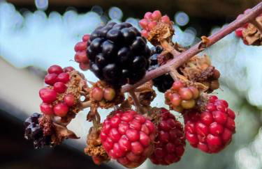 La Limonaia di Vanna - Foto 64