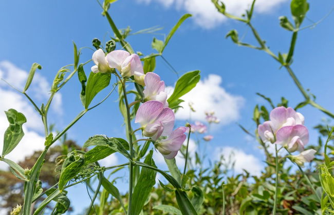 "Detlef" - 200m from the sea - Photo 4