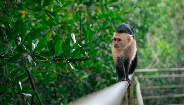 Manuel Antonio National Park Tour - Foto 3