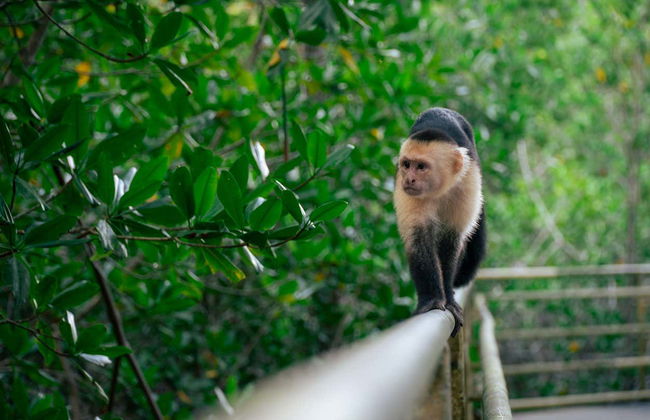 Excursión al Parque Nacional Manuel Antonio - Foto 7