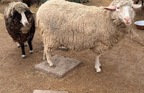 Harzglück - Foto 12